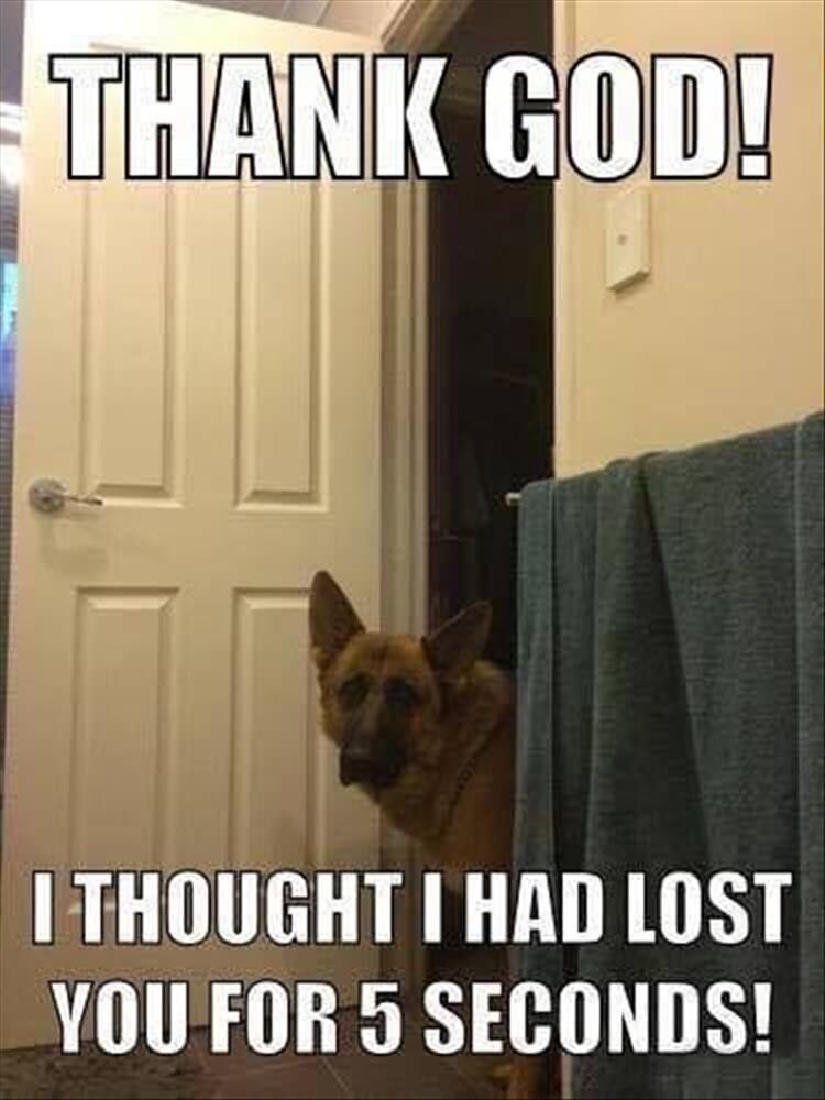 Funny Animal Memes Of The Day 17 Pics