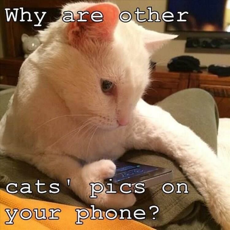 Funny Animal Pictures 27 Pics