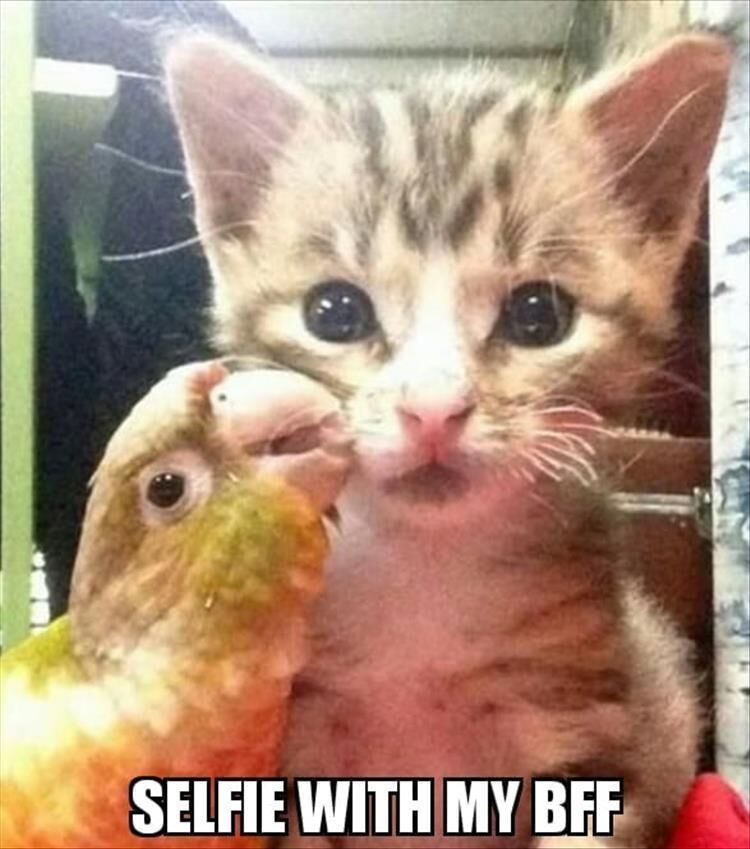 Funny Animal Memes Of The Day 17 Pics