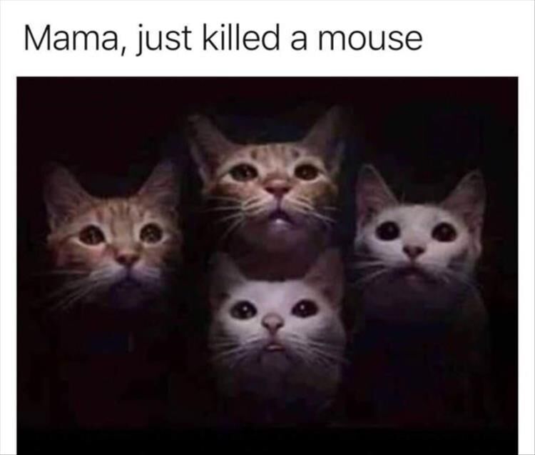 Funny Animal Memes Of The Day 21 Pics