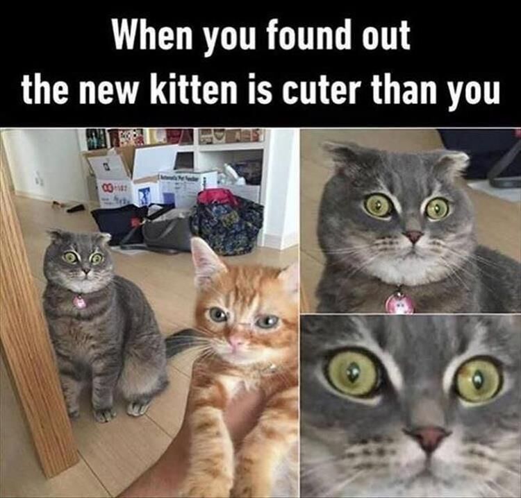 Funny Animal Memes Of The Day 25 Pics