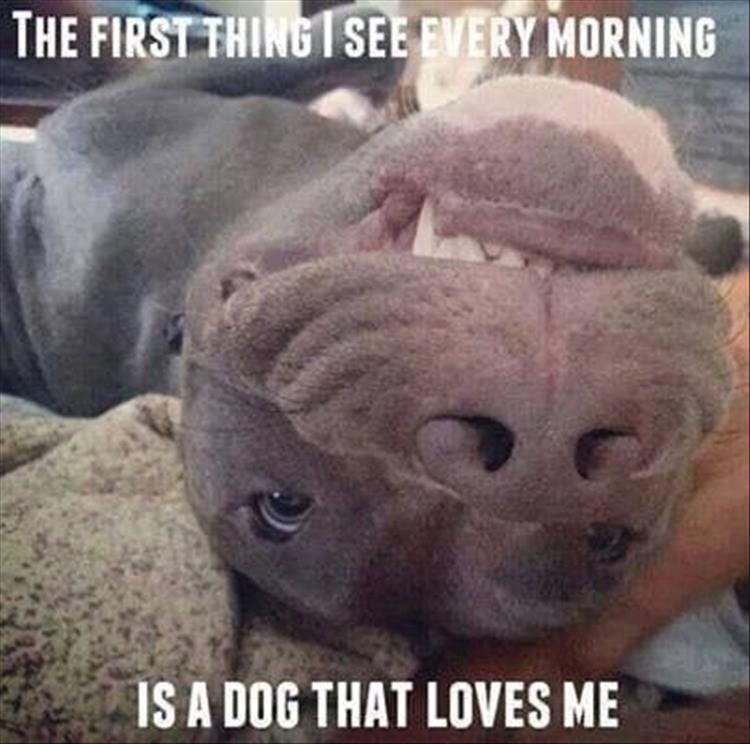 Funny Animal Memes Of The Day 25 Pics