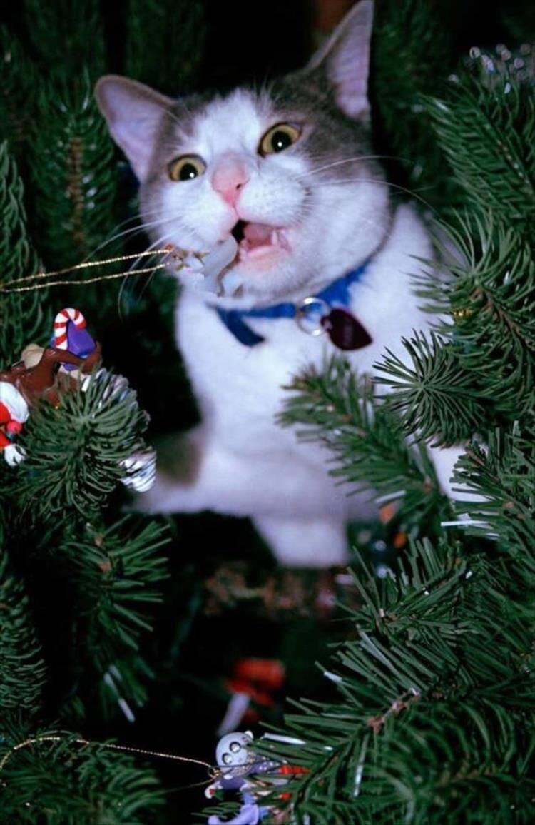 Cats vs. Christmas Trees