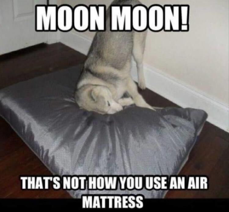 20 Funny Animal Pictures