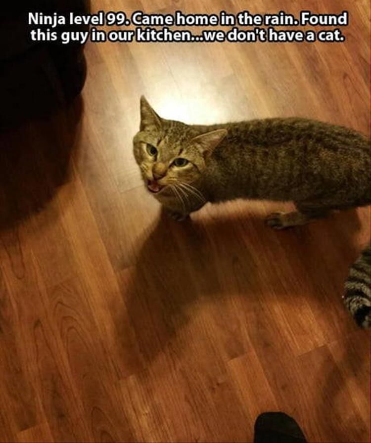 22 Funny Animal Pictures