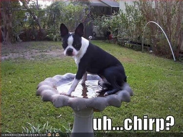 26 Funny Animal Pictures