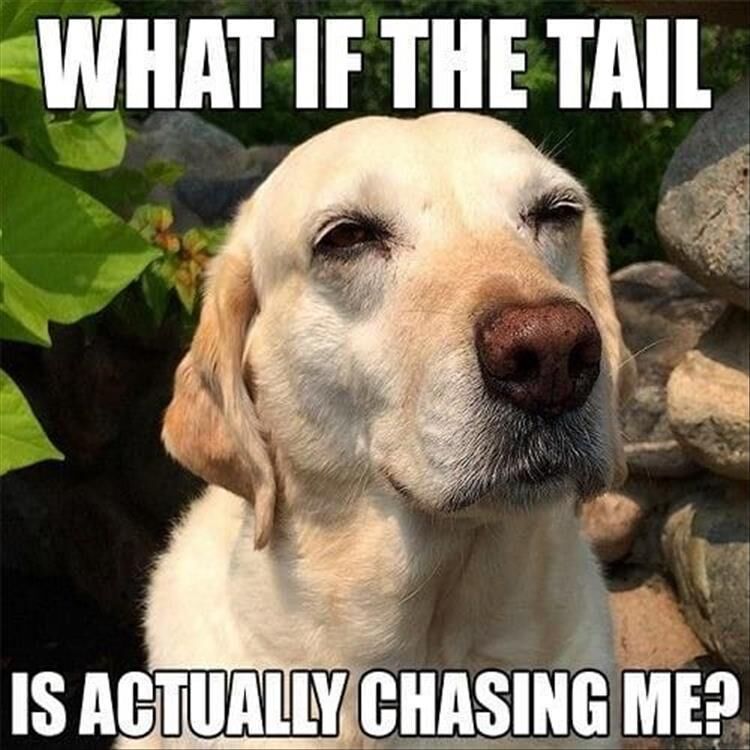 Funny Animal Memes Of The Day 27 Pics