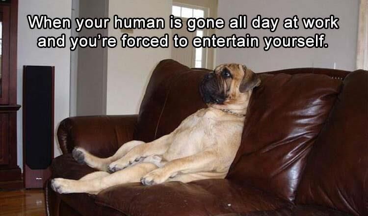 23 Funny Animal Pictures