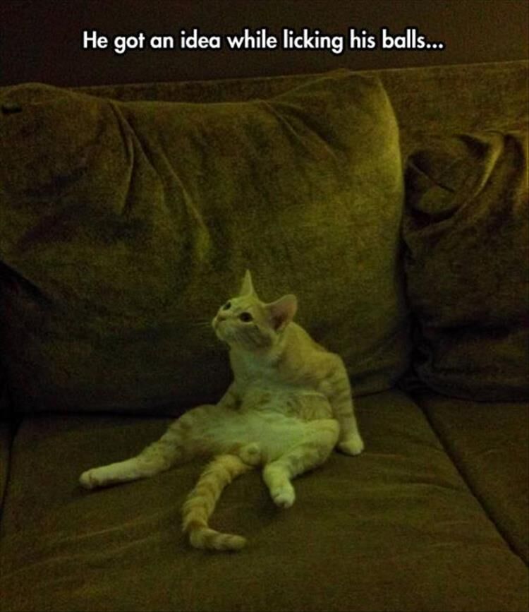 27 Funny Animal Pictures