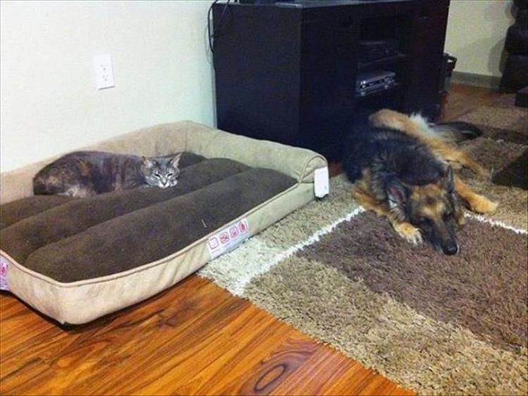 The Only Thing Cats Like Better Than Boxes, Are Dog Beds 21 Pics