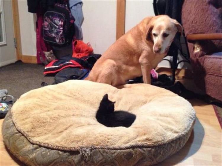 I’m Starting To Think Cats Love Dog Beds More Than Cardboard Boxes 23 Pics
