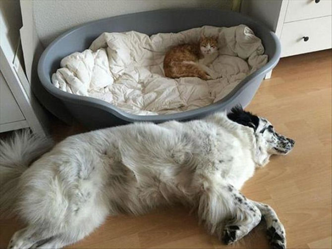 The Only Thing Cats Like Better Than Cardboard Boxes, Are Doggy Beds