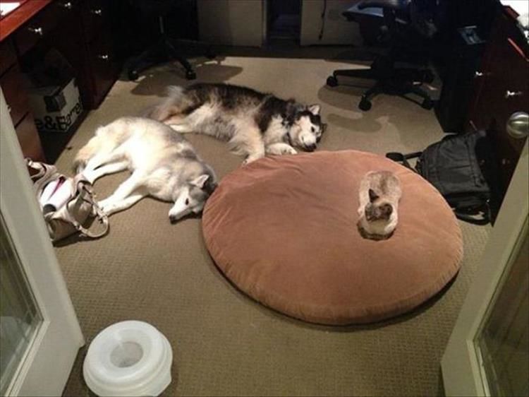 I’m Starting To Think Cats Love Dog Beds More Than Cardboard Boxes 23 Pics