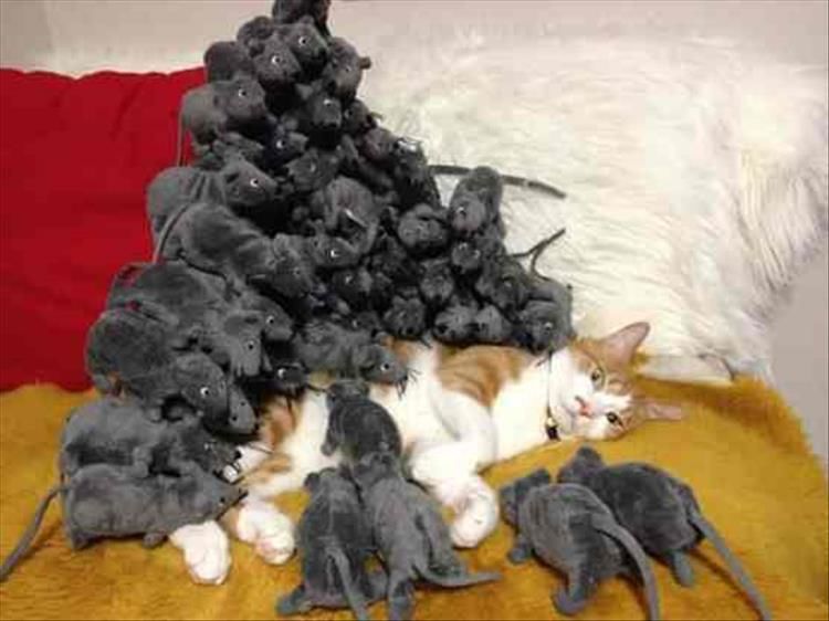 Cat Stacking Is My New Favorite Game 23 Pics