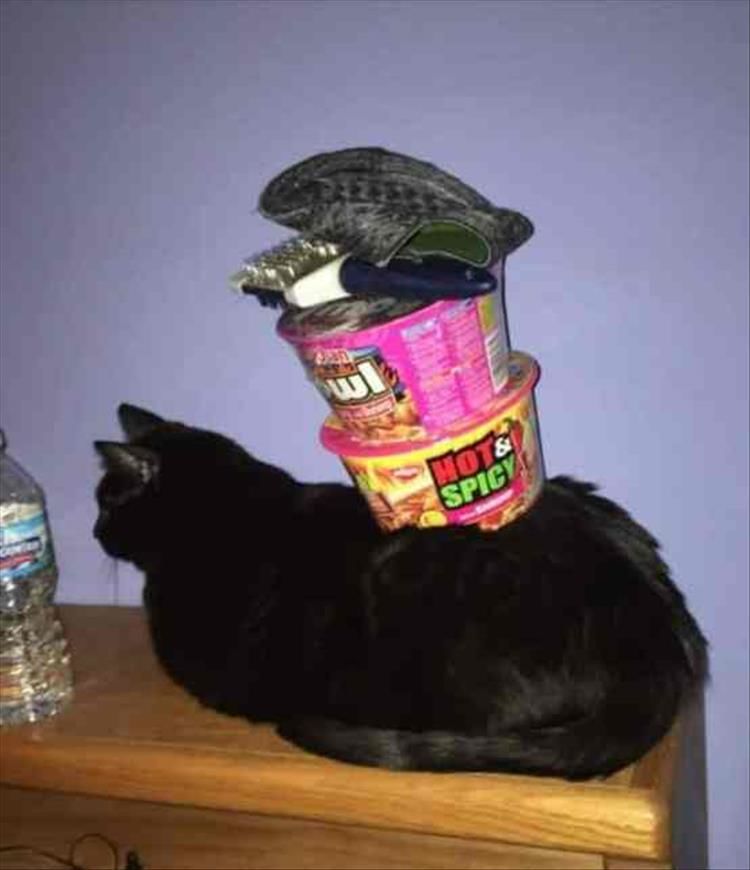 Cat Stacking Is My New Favorite Game 23 Pics