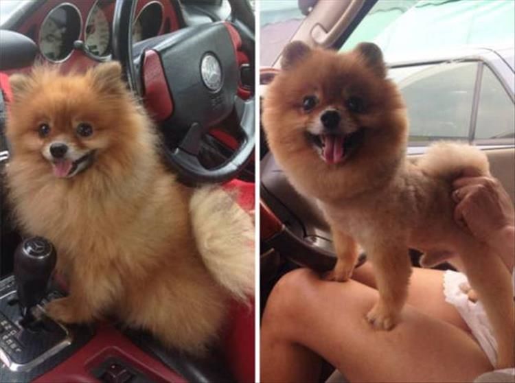 Dogs Before And After Haircuts Are The Cutest Things You’ll See All Day 25 Pics
