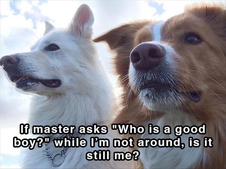 16 Funny Doggy Shower Thoughts