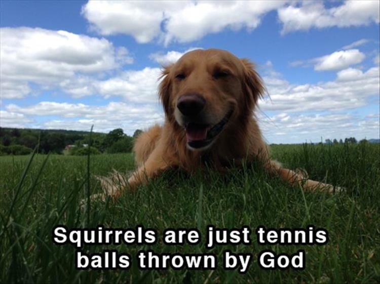 16 Funny Shower Thoughts (Dog Edition)