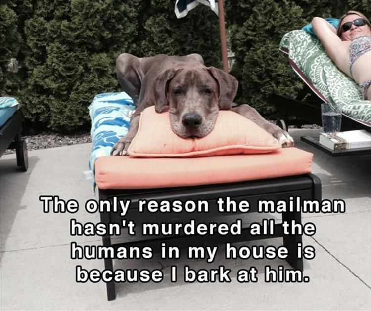 16 Funny Shower Thoughts (Dog Edition)