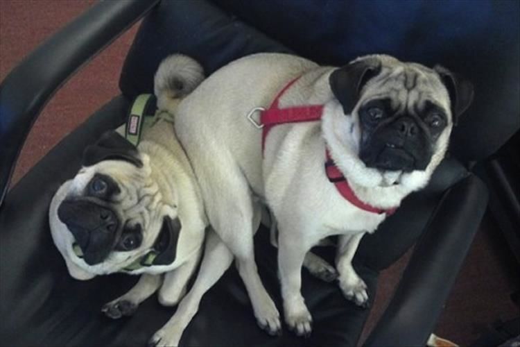 Cute Dogs Sitting On Other Dogs Is My Favorite Thing Today 16 Pics