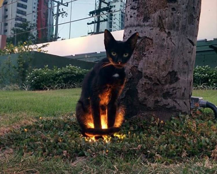 Even More Proof That Cats Are Pure Evil 20 Pics
