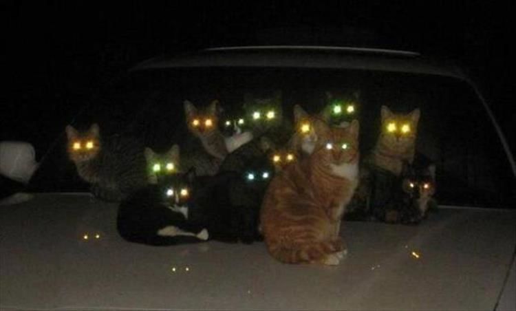 Even More Proof That Cats Are Pure Evil 18 Pics