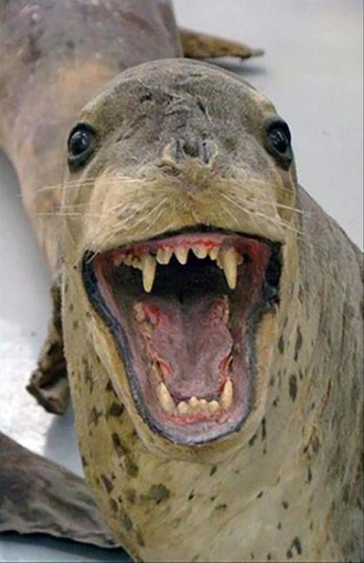 Taxidermy Fails Are What Nightmares Are Made Of