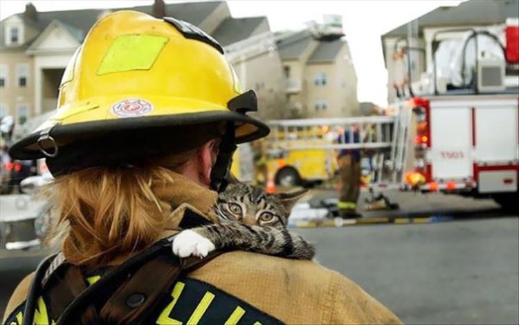 Fire Fighters Rescuing Animals Will Get You Right In The Feelings