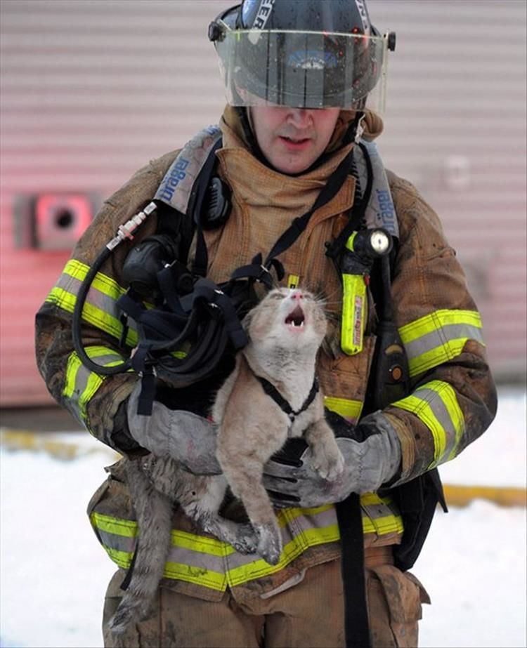 Firefighters Rescuing Animals Will Get Your Right In The Feelings