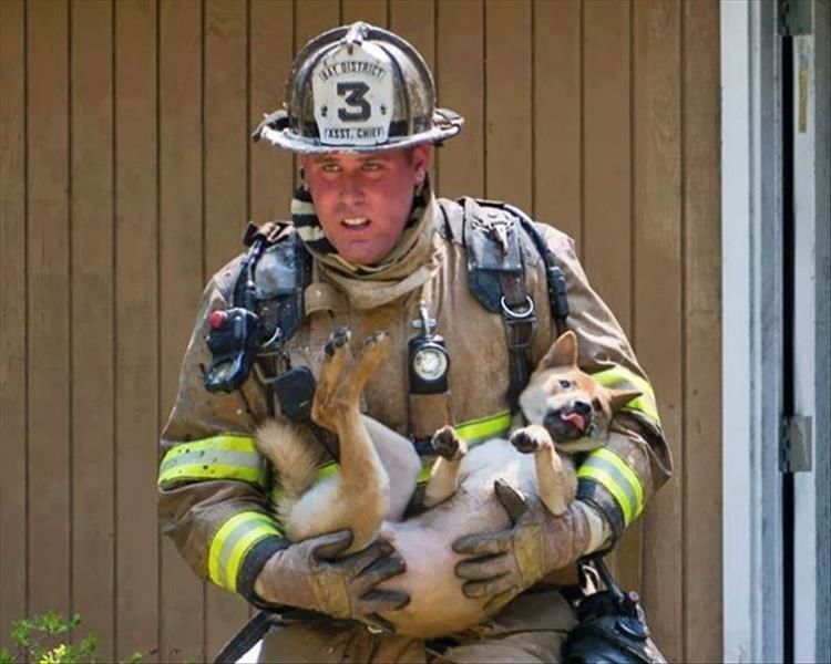 Firefighters Rescuing Animals Will Get Your Right In The Feelings