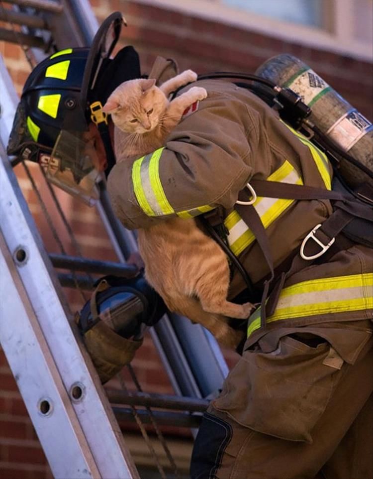 Fire Fighters Rescuing Animals Will Get You Right In The Feelings