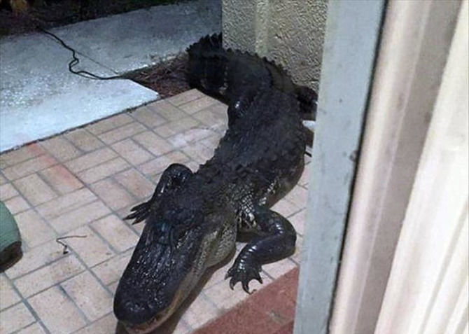 Meanwhile In Florida