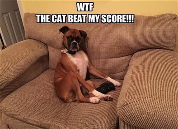 Funny Animal Pictures - 21 Images