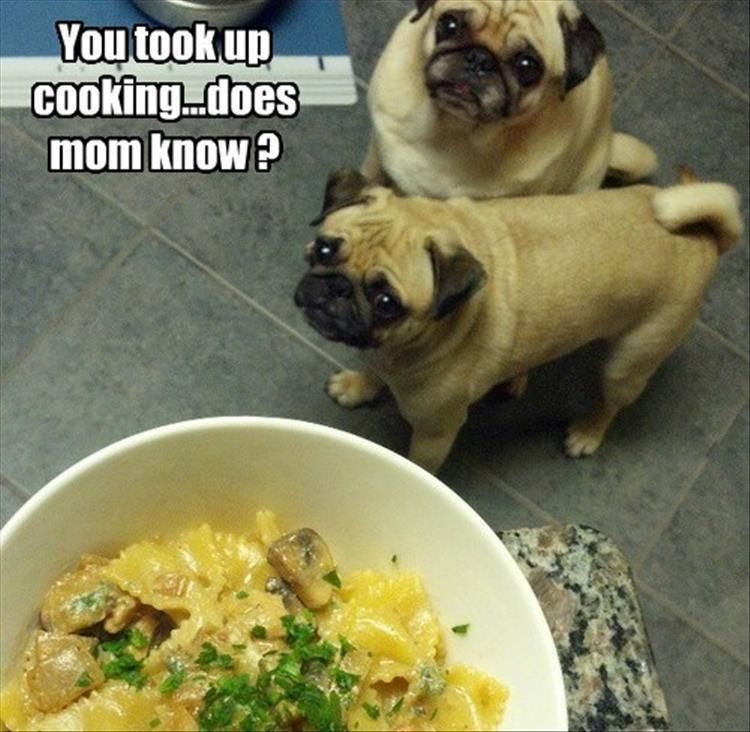 Funny Animal Pictures - 17 Images
