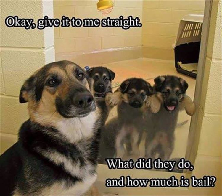 Funny Animal Pictures - 15 Images