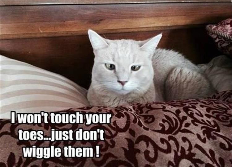 Funny Animal Pictures Of The Day - 21 Images
