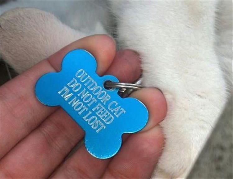 The Funniest Pet Tags You’ll See All Day 18 Pics
