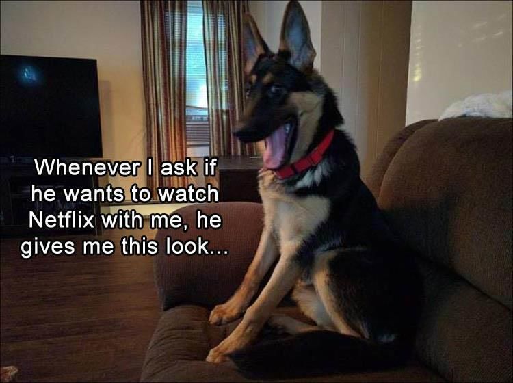 Funny Animal Pictures Of The Day - 19 Images
