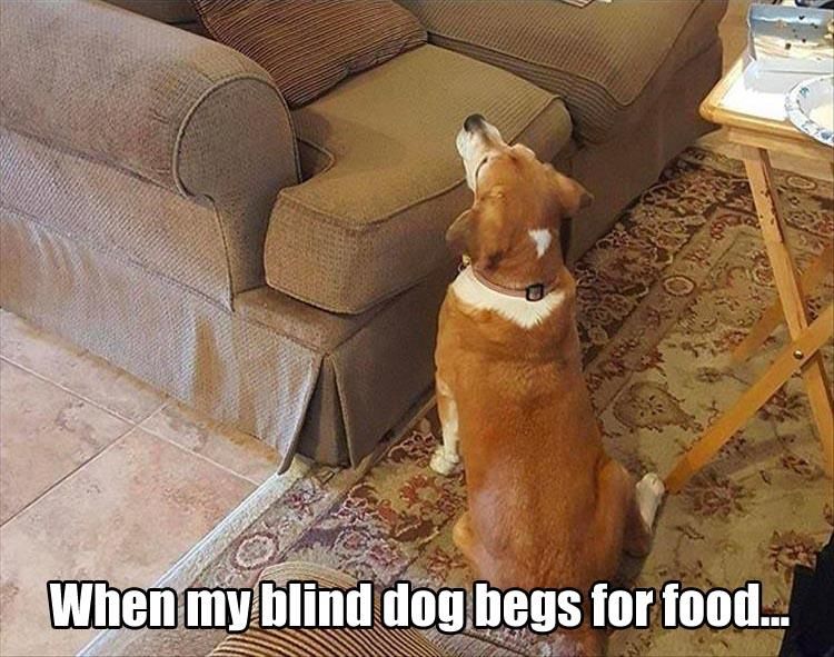 Funny Animal Pictures Of The Day - 23 Images