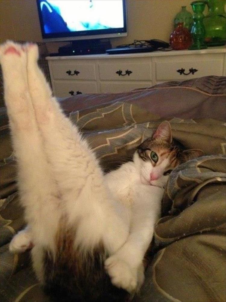 Our Pets Are Better At The Art Of Seduction Than We Are 18 Pics