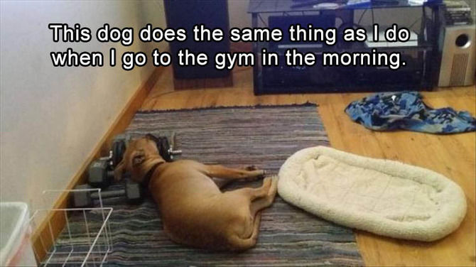 Funny Animal Pictures Of The Day  - 20 images