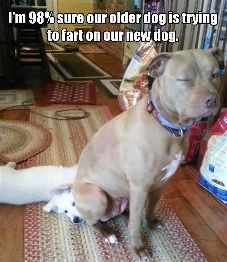 Funny Animal Pictures Of The Day - 20 Images