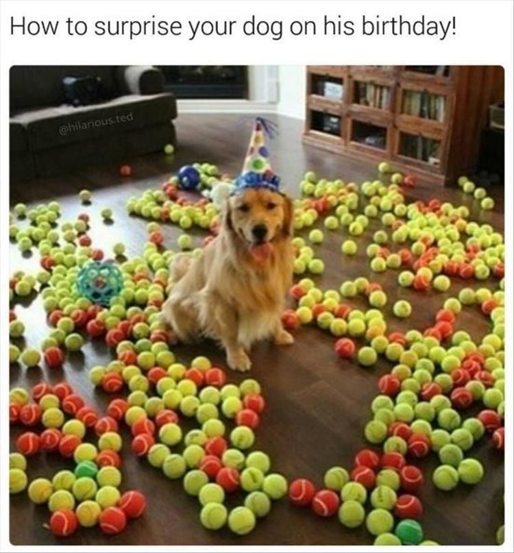 Funny Animal Pictures - 11 Images