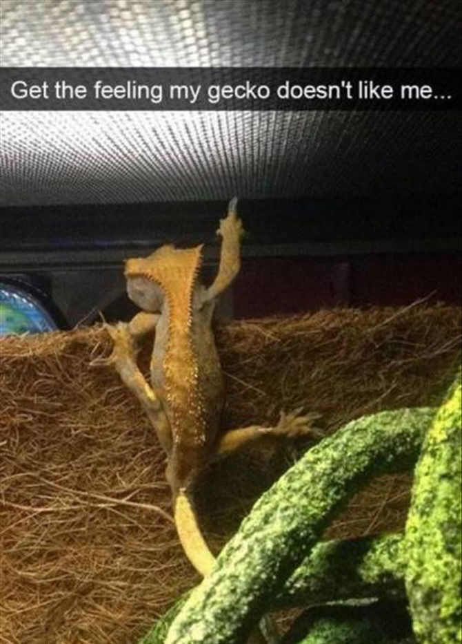 Funny Animal Pictures Of The Day - 15 Images