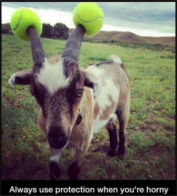 Funny Animal Pictures - 25 Images