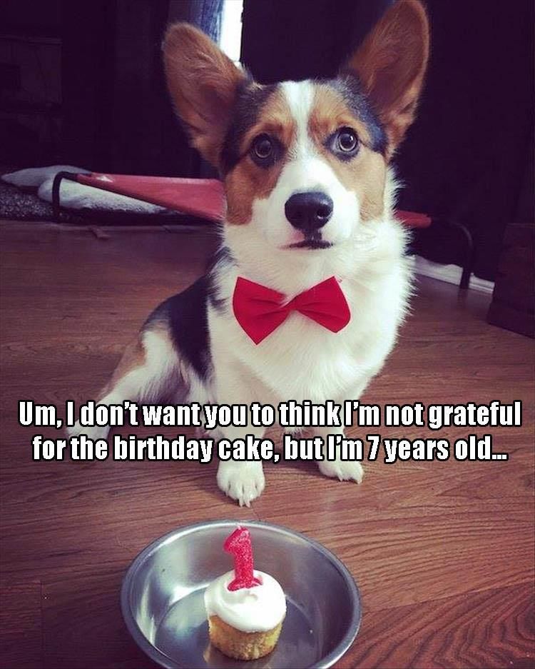 Funny Animal Pictures Of The Day - 24 Images