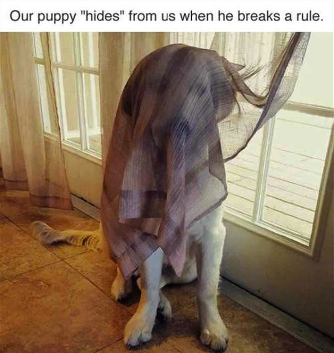 Funny Animal Pictures Of The Day - 24 images