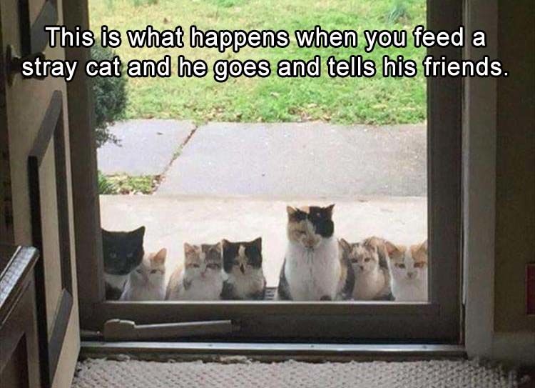 Funny Animal Pictures - 16 Images