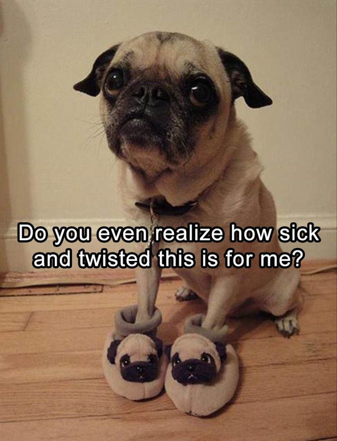 Funny Animal Pictures Of The Day – 20 Pics
