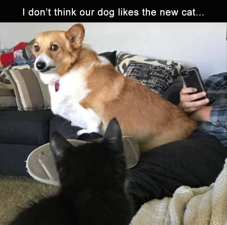 Funny Animal Pictures Of The Day - 12 Images